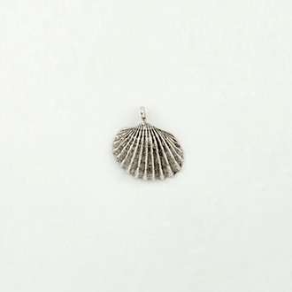 Scallop Shell