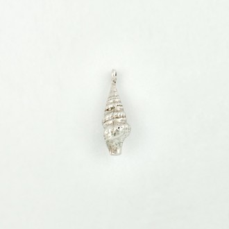 Periwinkle Shell